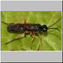 Ametastegia glabrata - Blattwespe 01a 8mm.jpg